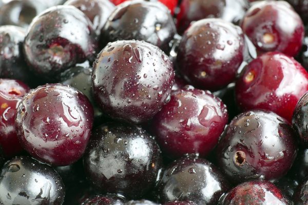 bird cherries, prunus avium, wild cherries