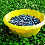 bilberry, fruit, vitamins