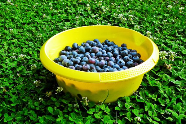 bilberry, fruit, vitamins