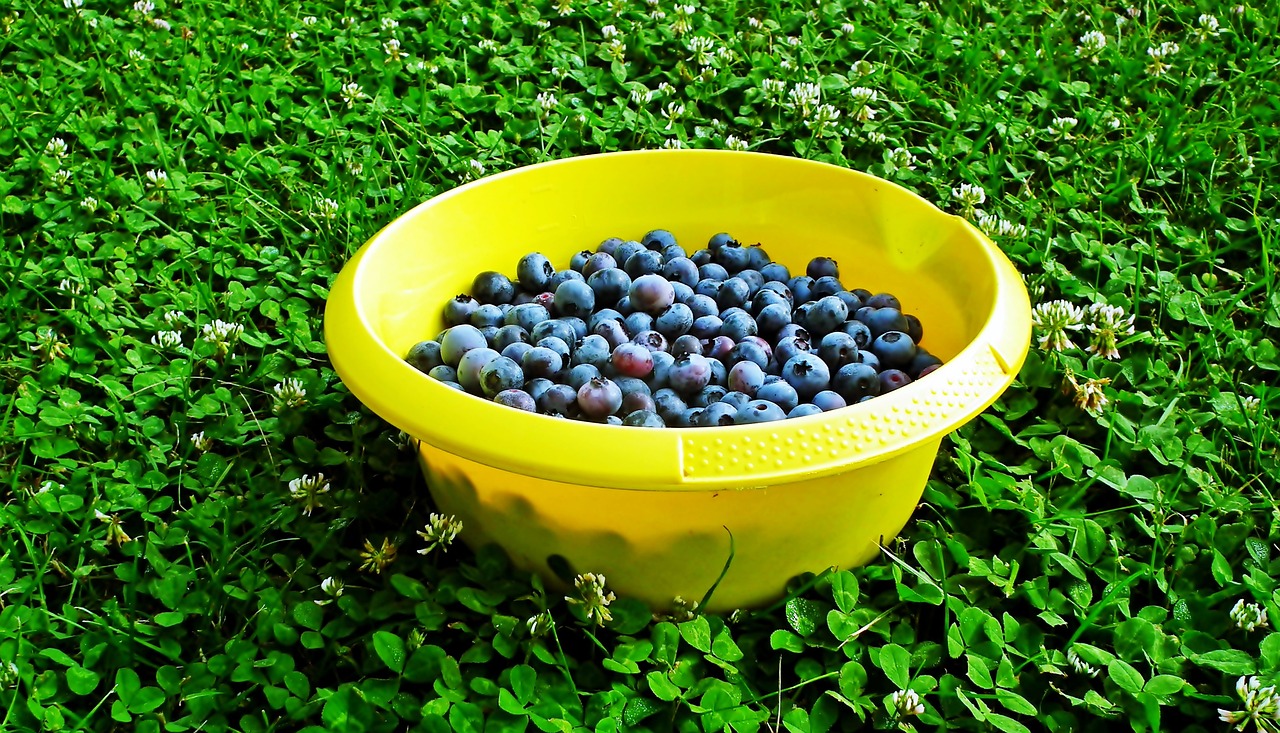 bilberry, fruit, vitamins