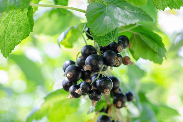 currant, fruits, food