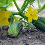 cucumbers, vegetables, garden