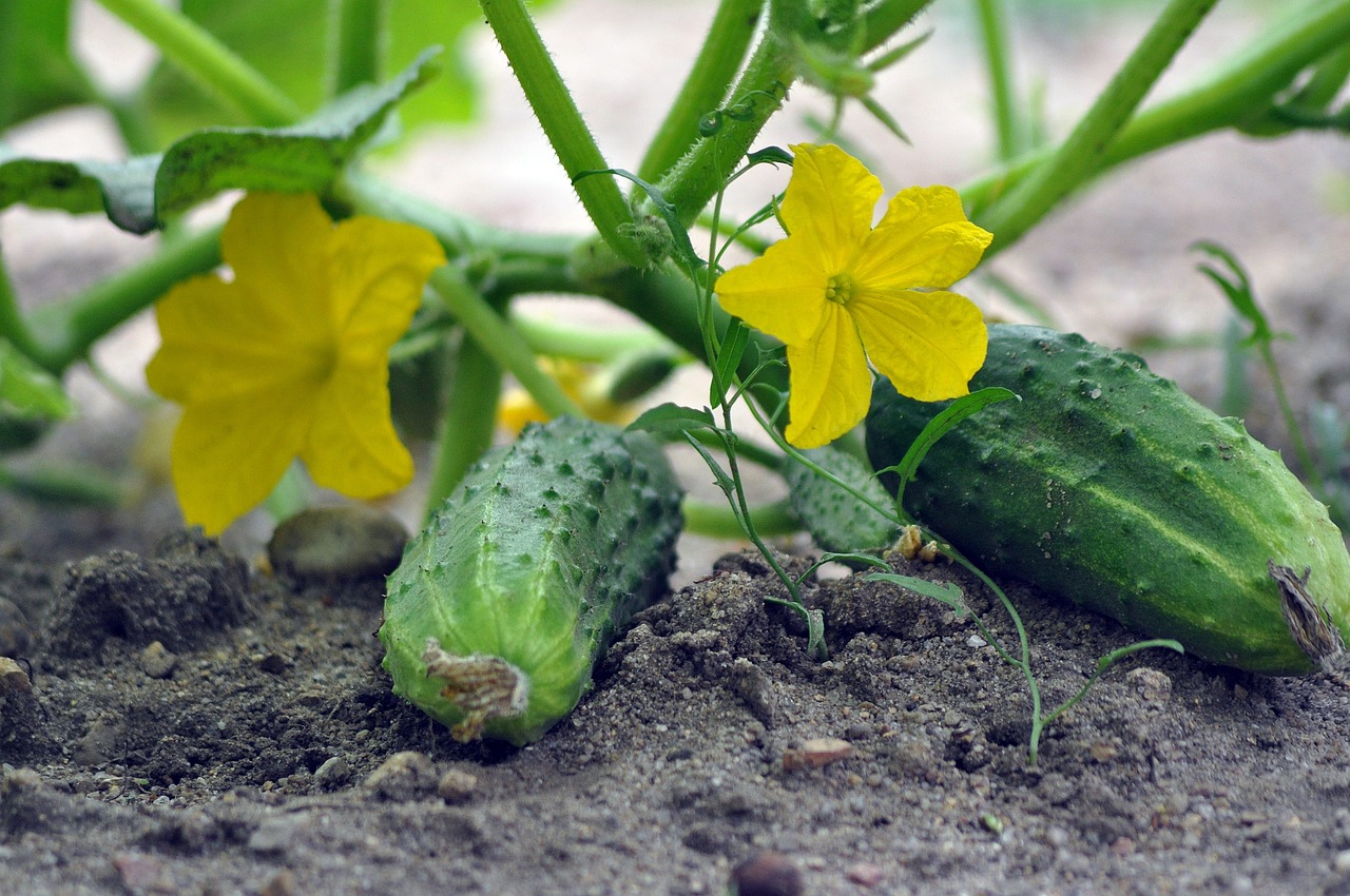 cucumbers, vegetables, garden