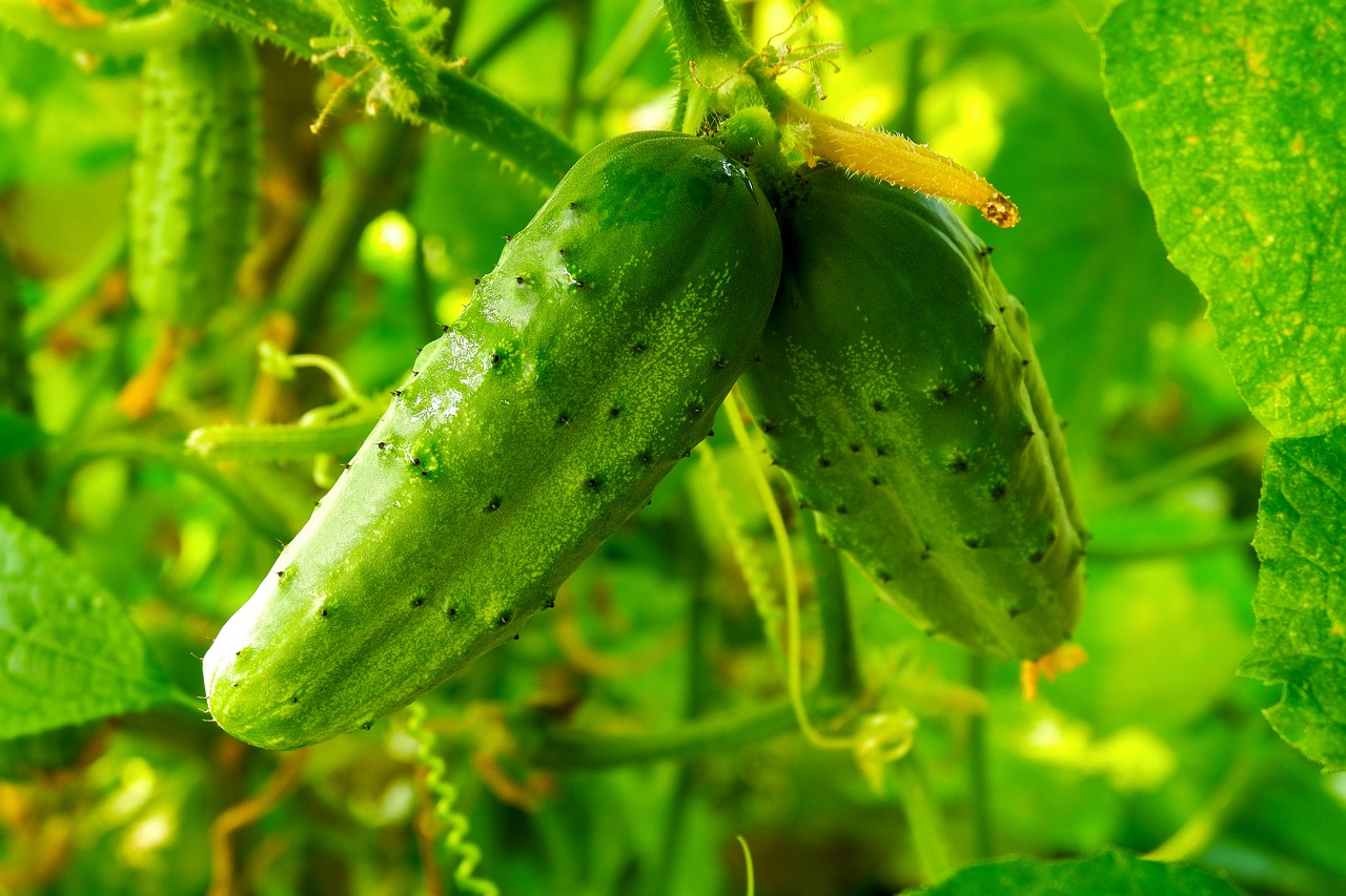 cucumbers, vegetables, fresh