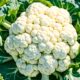 ai generated, cauliflower, vegetable