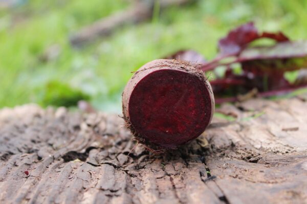 beetroot, red, beet