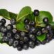 chokeberry, fruit, healthy eating