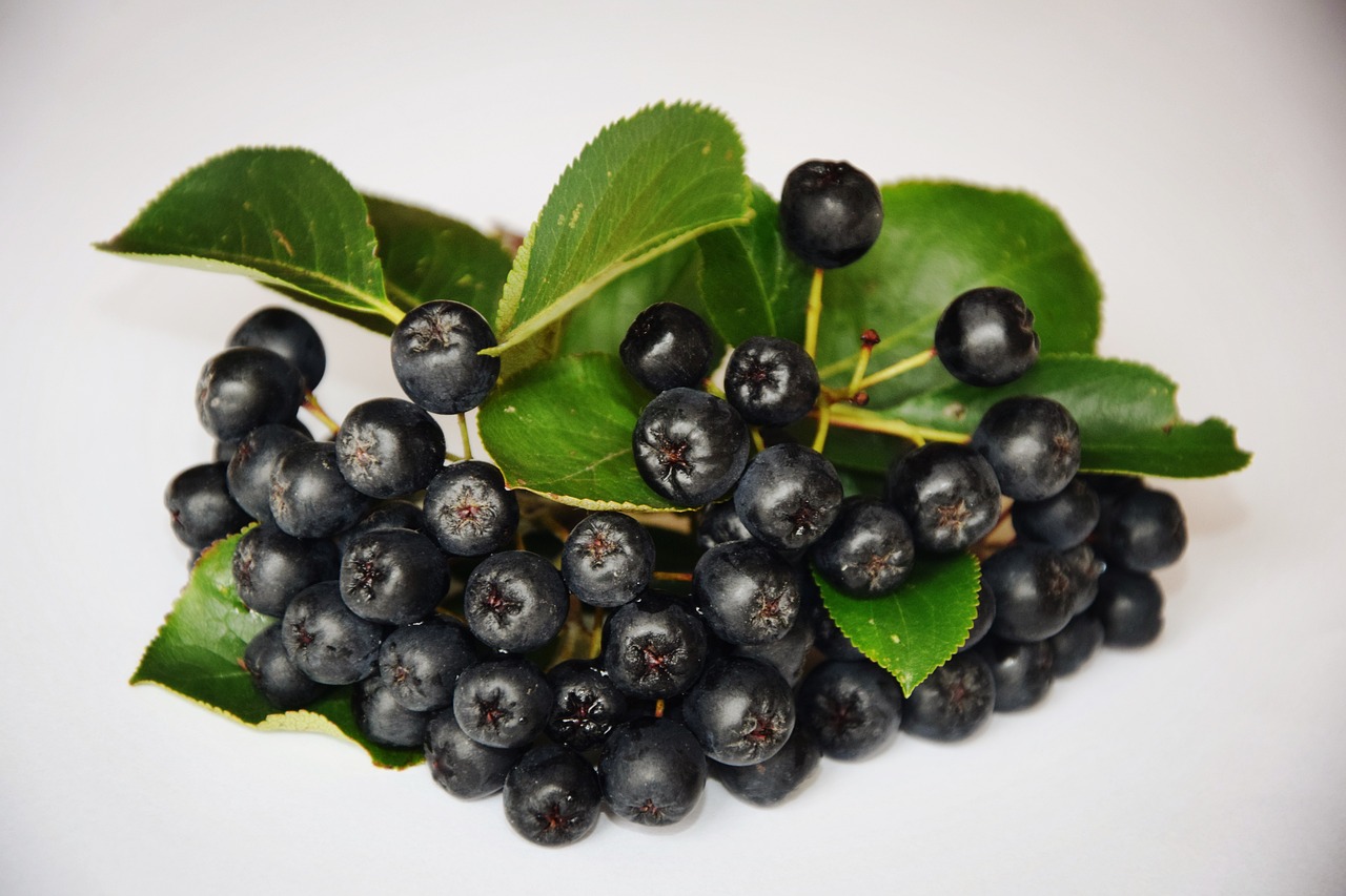 chokeberry, fruit, healthy eating