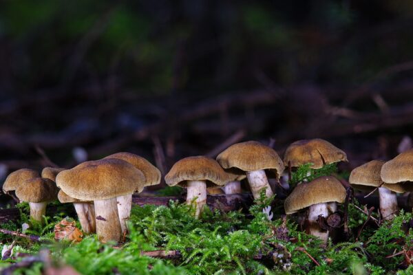 mushrooms, moss, small mushrooms