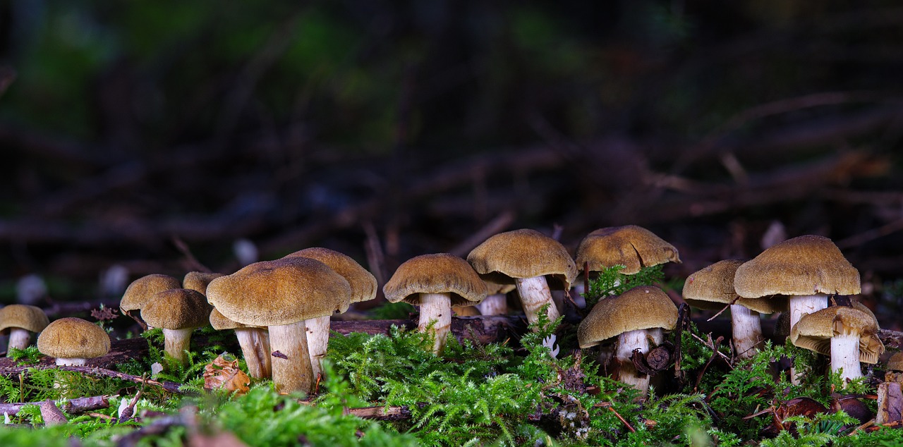 mushrooms, moss, small mushrooms